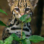 Symbolic Classic Adoption: Ocelot - Image 2