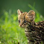 Symbolic Classic Adoption: Ocelot - Image 4