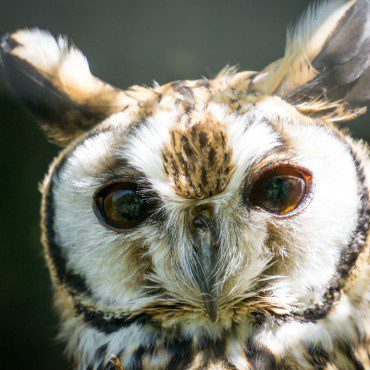 Symbolic Classic Adoption: Striped Owl