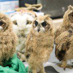 Symbolic Classic Adoption: Striped Owl - Image 4
