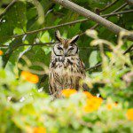 Symbolic Classic Adoption: Striped Owl - Image 2