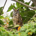 Symbolic Classic Adoption: Striped Owl - Image 5