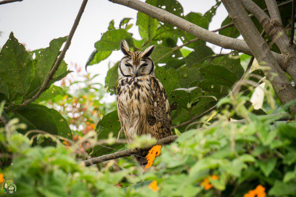 Symbolic Classic Adoption: Striped Owl - Image 5