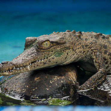 Symbolic Classic Adoption: American Crocodile