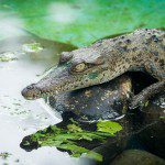 Symbolic Classic Adoption: American Crocodile - Image 2