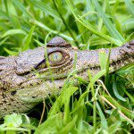 Symbolic Classic Adoption: American Crocodile - Image 6