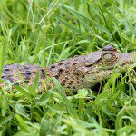 Symbolic Classic Adoption: American Crocodile - Image 5
