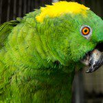 Symbolic Classic Adoption: Yellow-Naped Amazon - Image 2
