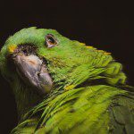 Symbolic Classic Adoption: Yellow-Naped Amazon - Image 4