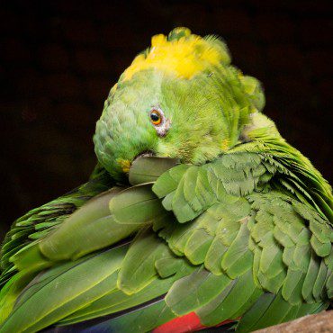 Symbolic Classic Adoption: Yellow-Naped Amazon