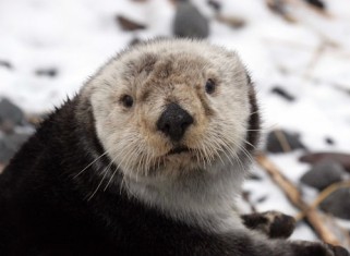 2020-05-27-otterly-fantastic-otter-facts-for-world-otter-day-sea-otter Sea Otter