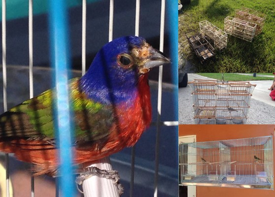 2024-06-understanding-bird-migration-painted-bunting-pet-trade 2024-06-understanding-bird-migration-painted-bunting-pet-trade