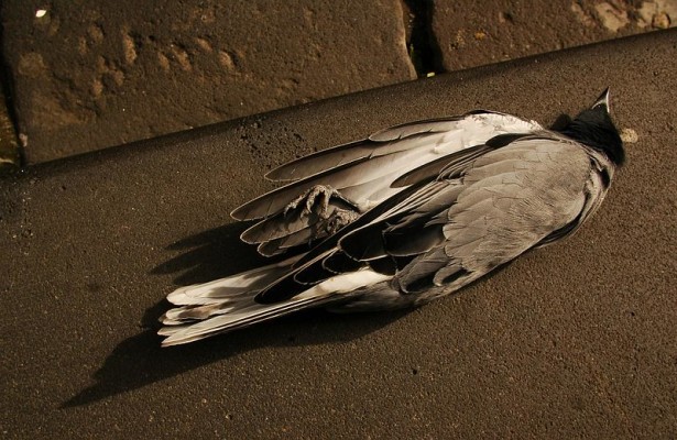 2024-06-understanding-bird-migration-window-collision Bird after window collision