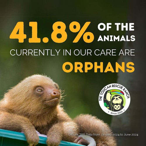 41.8% of the animals currently in our care are orphans