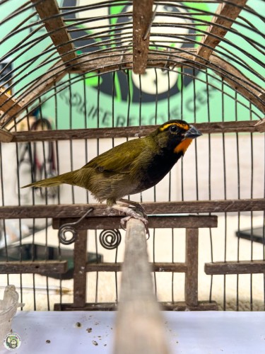 Meet Sinatra, a tiny but fearsome songbird species known as the yellow-faced grassquit.