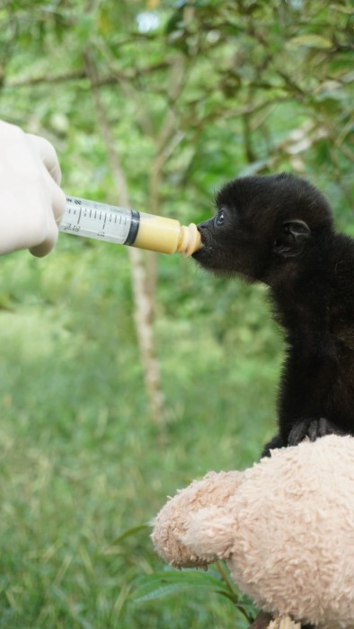 Baby Howler Monkey Mateo